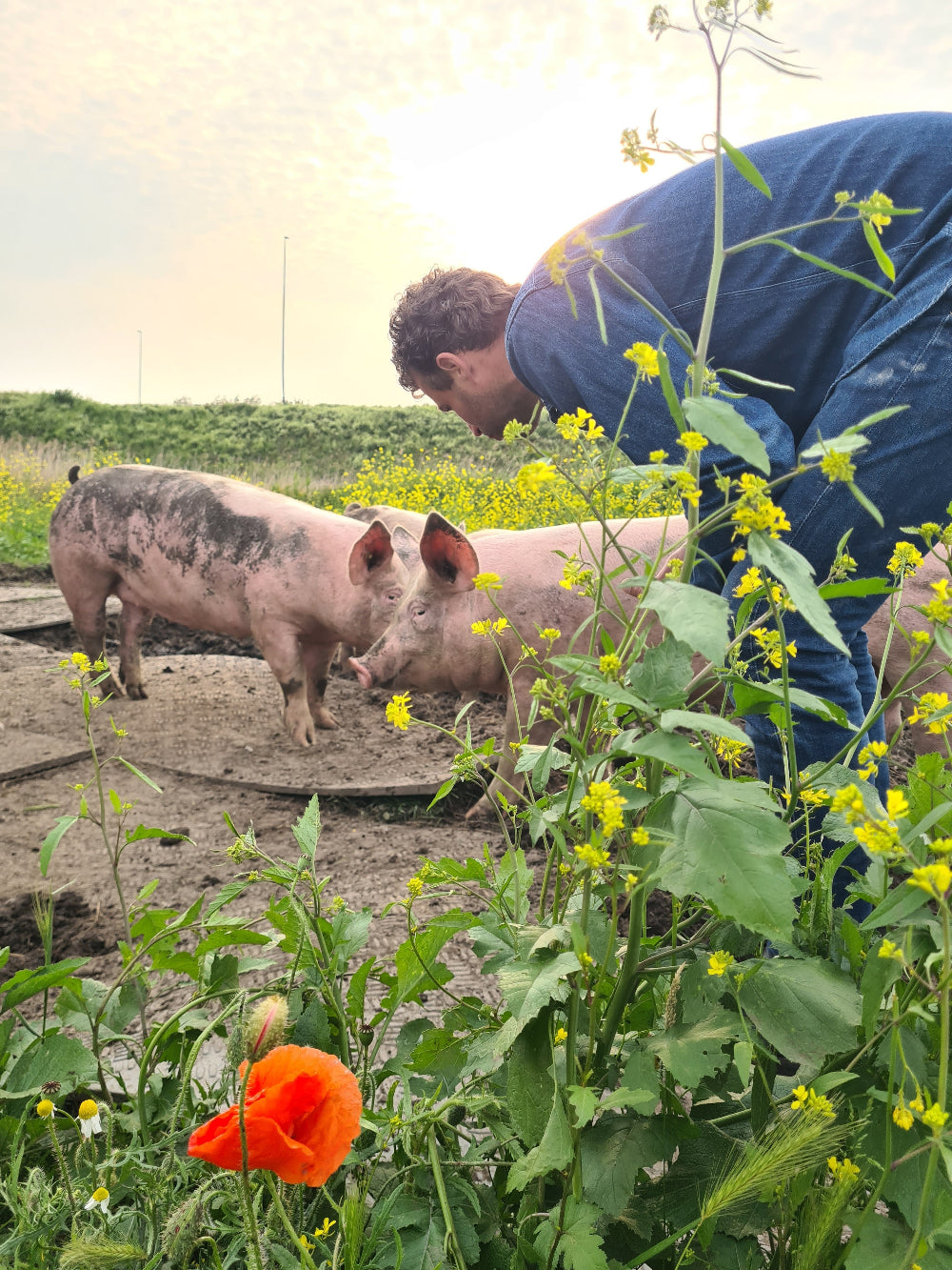 Dirk met varkens en bloemen op de voorgrond