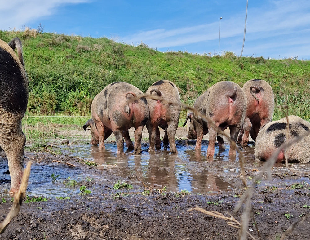 Varkens De Herkomst in een modderpoel met blauwe lucht 